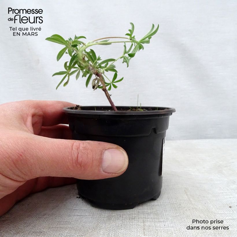 Exemplaar van Lupinus arboreus - Boomlupine Kweekpotje van 7/8 cm zoals geleverd in de lente