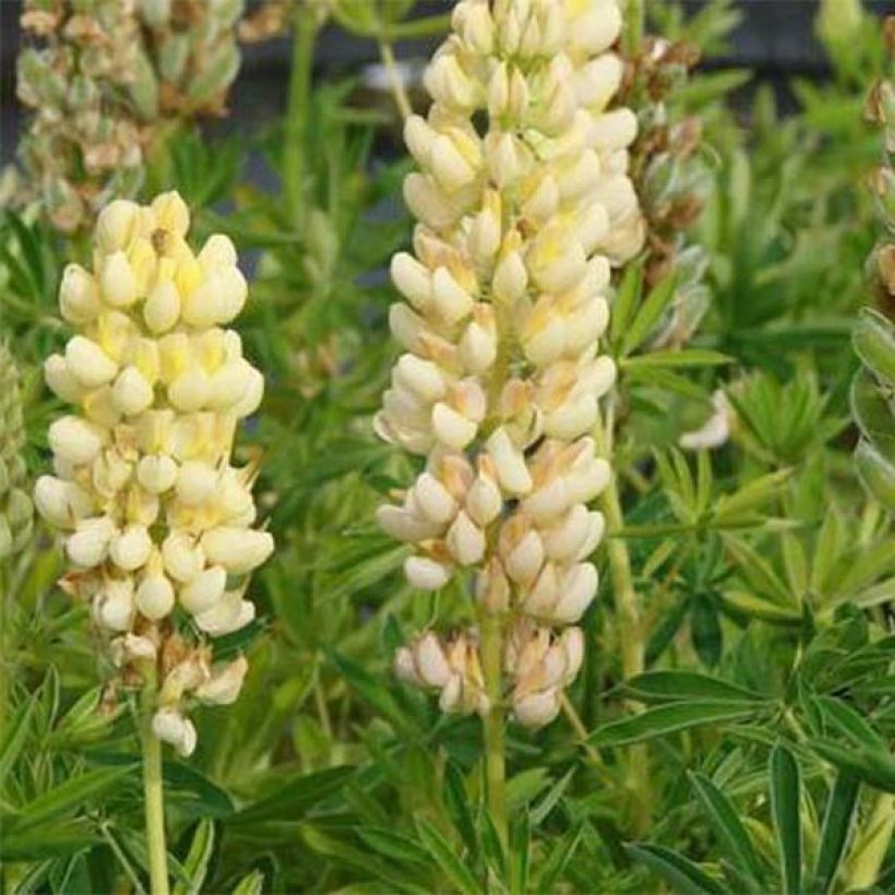 Lupinus Chandelier - Lupine (Bloei)