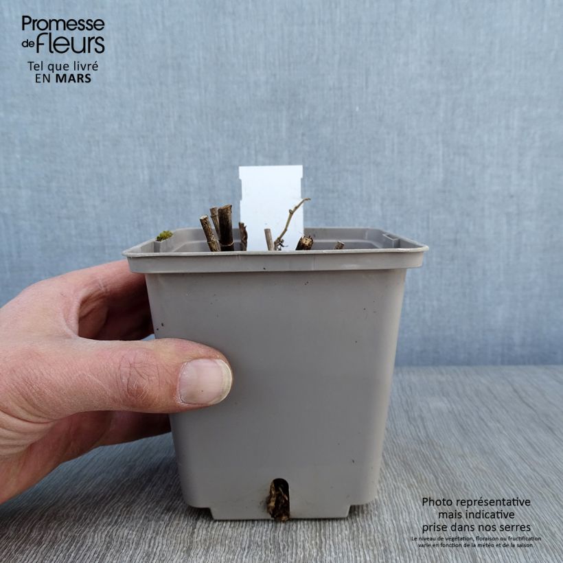 Exemplaar van Baptisia Purple Smoke - Blauwe valse indigo Pot van 1 l/1,5 l zoals geleverd in de winter