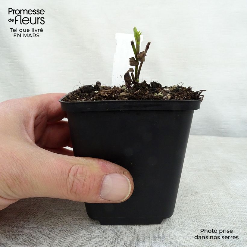 Exemplaar van Baptisia Twilight Prairie Blues - Blauwe valse indigo Kweekpotje van 8/9 cm zoals geleverd in de lente