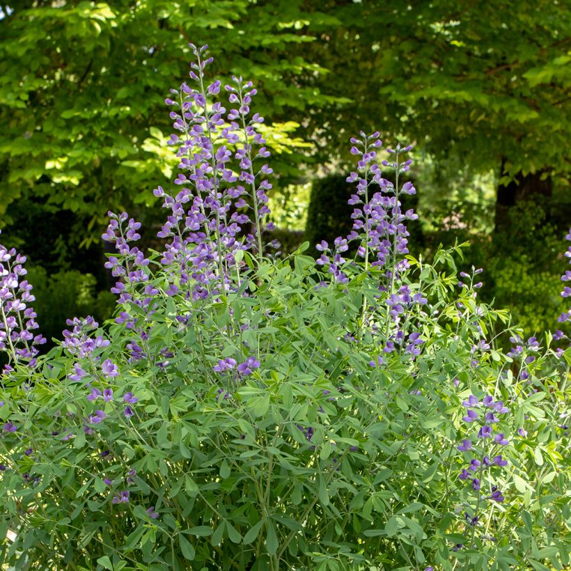 Baptisia australis - Blauwe valse indigo (Groeiplaats)