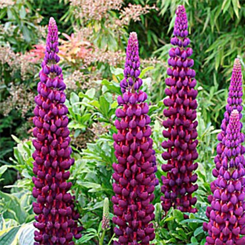 Lupinus West Country Masterpiece - Lupine (Bloei)