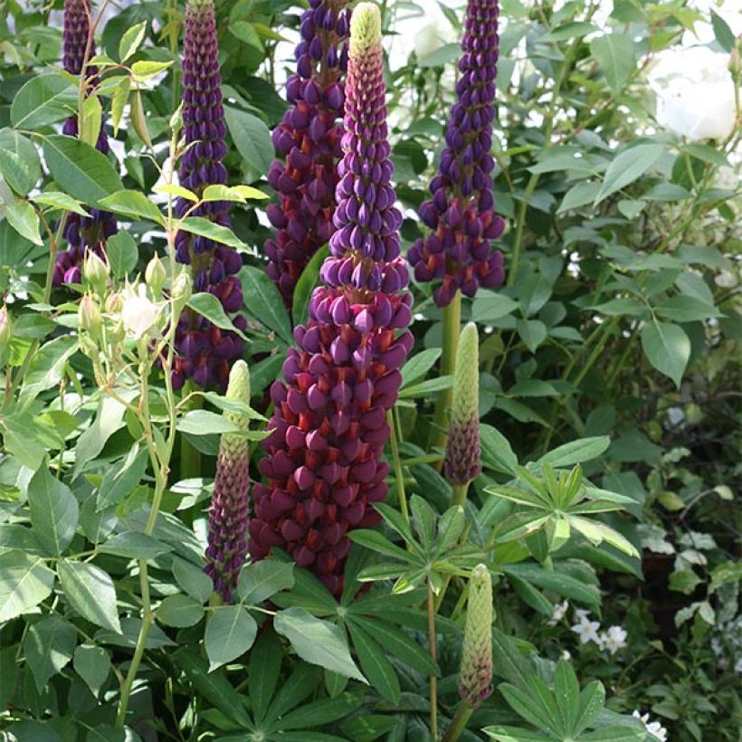 Lupinus West Country Masterpiece - Lupine (Groeiplaats)