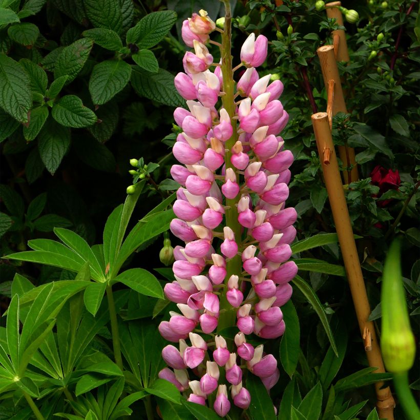 Lupinus Minaret - Lupine (Bloei)
