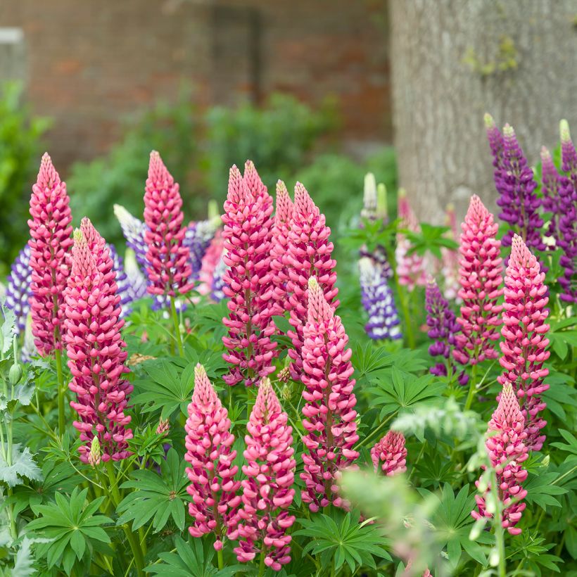 Lupinus Minaret - Lupine (Groeiplaats)