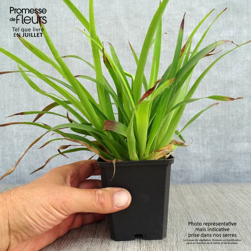 Exemplaar van Luzula sylvatica - Grote veldbies Kweekpotje van 8/9 cm zoals geleverd in de zomer