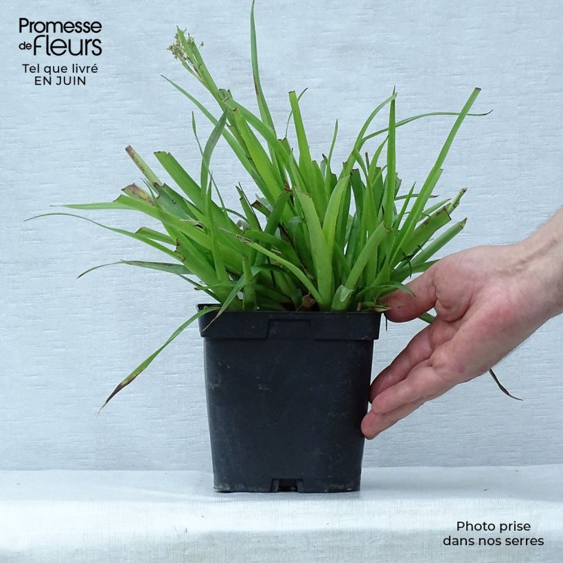 Exemplaar van Luzula sylvatica - Grote veldbies Pot van 2 l/3 l zoals geleverd in de zomer