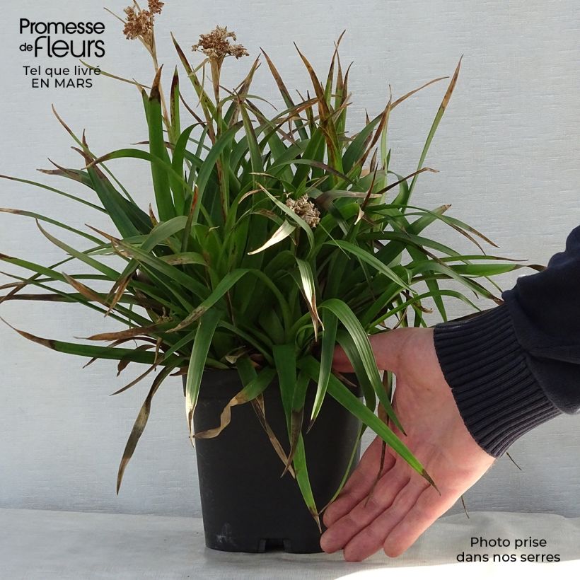 Example of Luzula sylvatica - Grote veldbies Pot van 2 l/3 l as you get in printemps