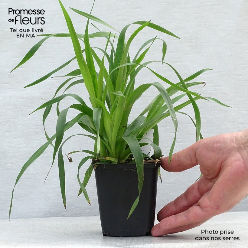 Example of Luzula sylvatica - Grote veldbies Kweekpotje van 8/9 cm as you get in printemps