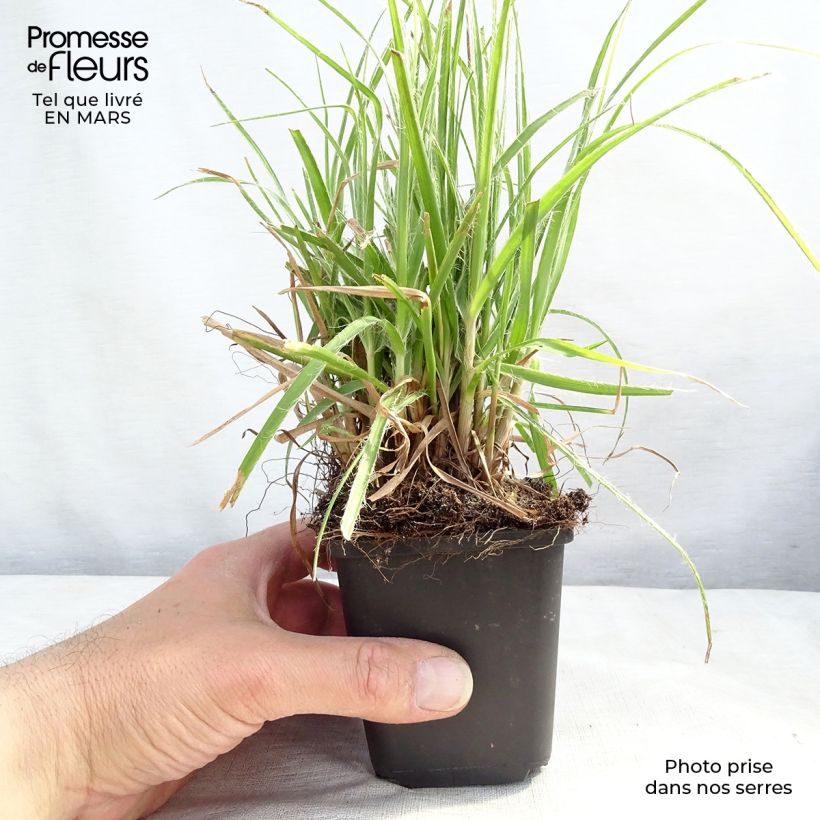 Exemplaar van Luzula nivea - Sneeuwwitte veldbies Kweekpotje van 8/9 cm zoals geleverd in de lente