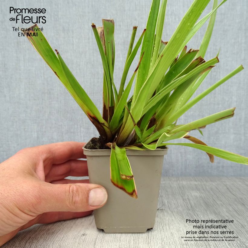 Exemplaar van Luzula sylvatica Marginata - Grote veldbies Kweekpotje van 8/9 cm zoals geleverd in de lente