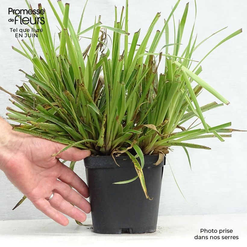 Exemplaar van Luzula sylvatica Marginata - Grote veldbies Pot van 2 l/3 l zoals geleverd in de zomer