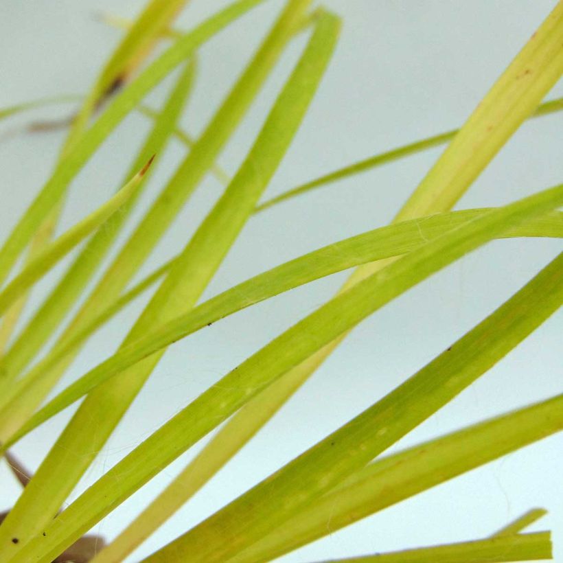 Luzula sylvatica Solar Flare - Grote veldbies (Blad)