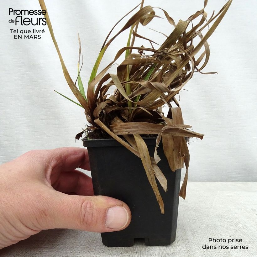 Exemplaar van Luzula sylvatica Surprise - Grote veldbies Kweekpotje van 8/9 cm zoals geleverd in de lente