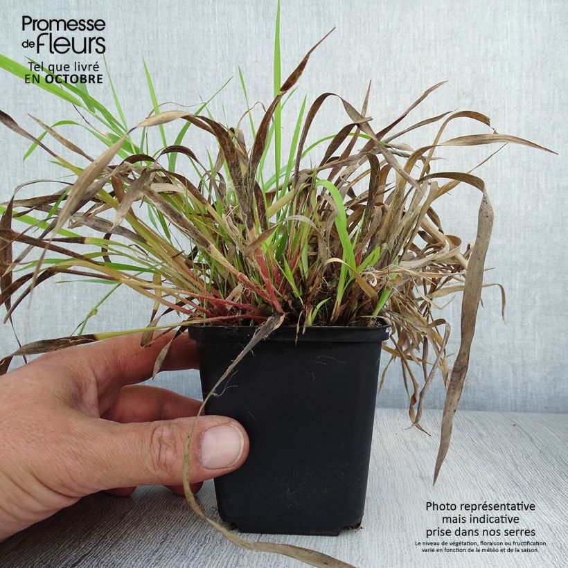 Exemplaar van Luzula pilosa - Ruige veldbies Kweekpotje van 8/9 cm zoals geleverd in de herfst