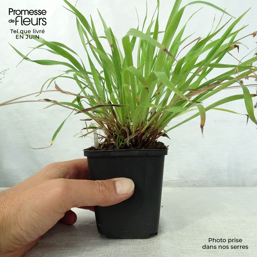 Exemplaar van Luzula pilosa - Ruige veldbies Kweekpotje van 8/9 cm zoals geleverd in de zomer