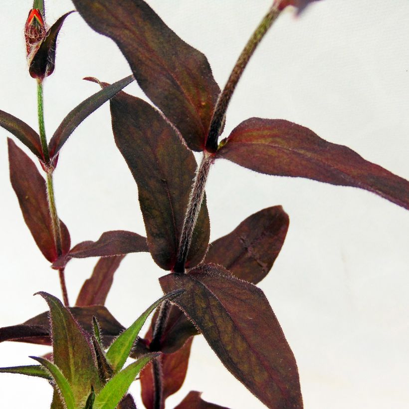 Lychnis arkwrightii Vesuvius - Koekoeksbloem (Blad)