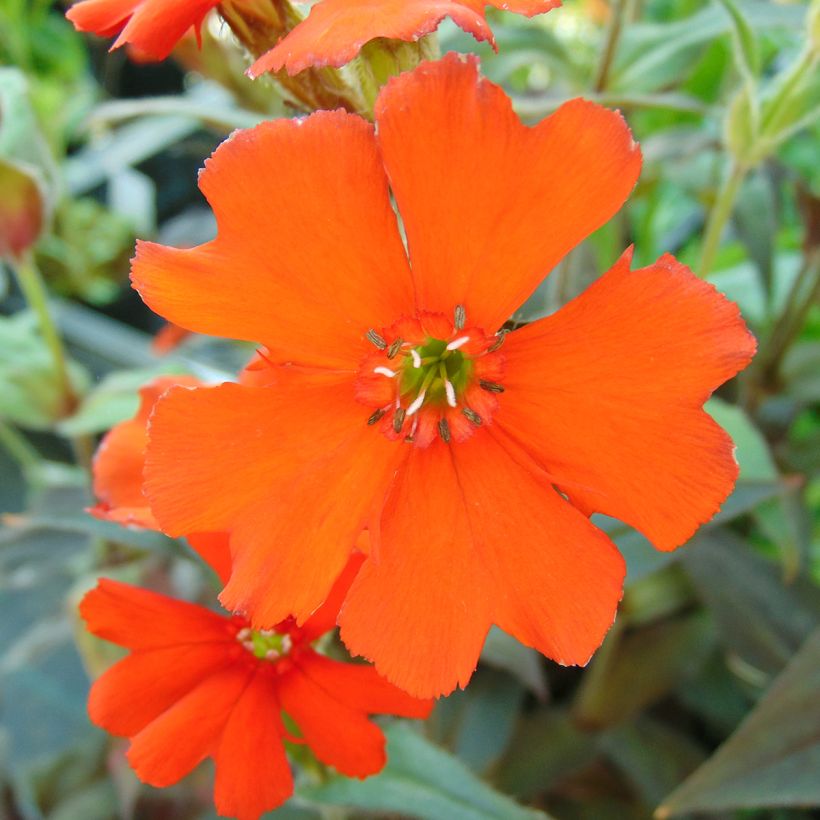 Lychnis arkwrightii Vesuvius - Koekoeksbloem (Bloei)