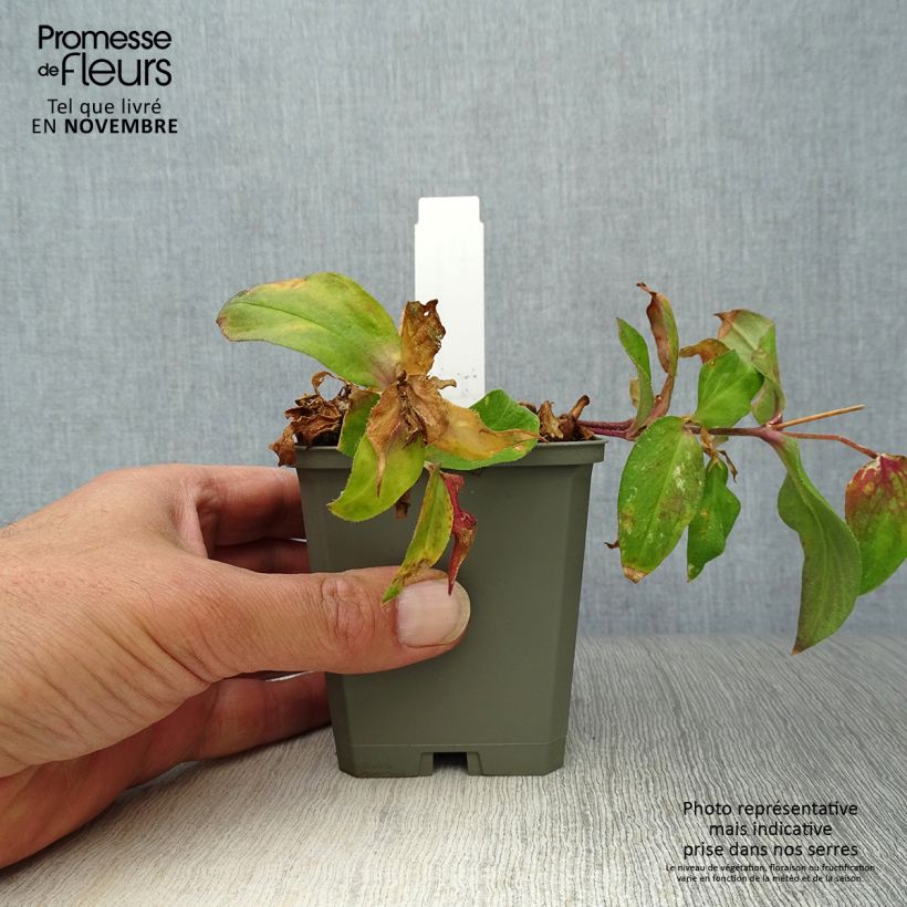 Exemplaar van Lychnis arkwrightii Vesuvius - Koekoeksbloem Kweekpotje van 8/9 cm zoals geleverd in de herfst