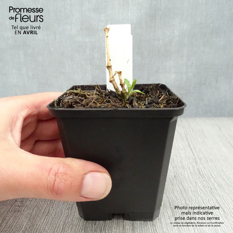 Exemplaar van Lychnis arkwrightii Vesuvius - Koekoeksbloem Kweekpotje van 8/9 cm zoals geleverd in de lente