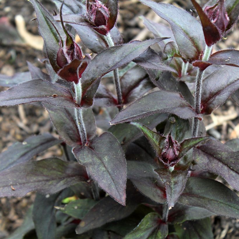 Lychnis arkwrightii Vesuvius - Koekoeksbloem (Blad)