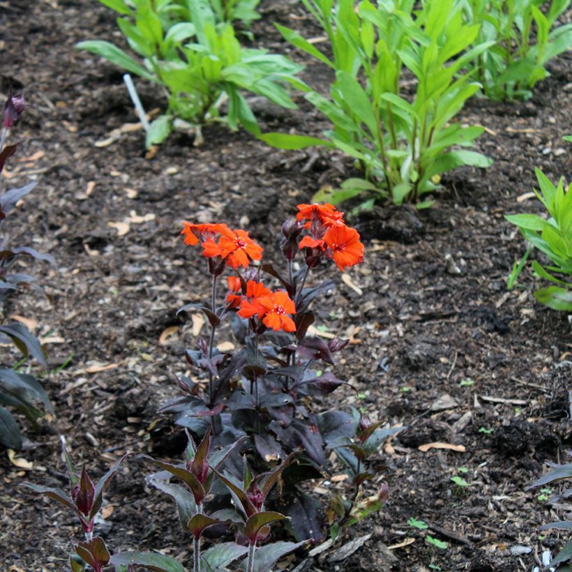 Lychnis arkwrightii Vesuvius - Koekoeksbloem (Groeiplaats)