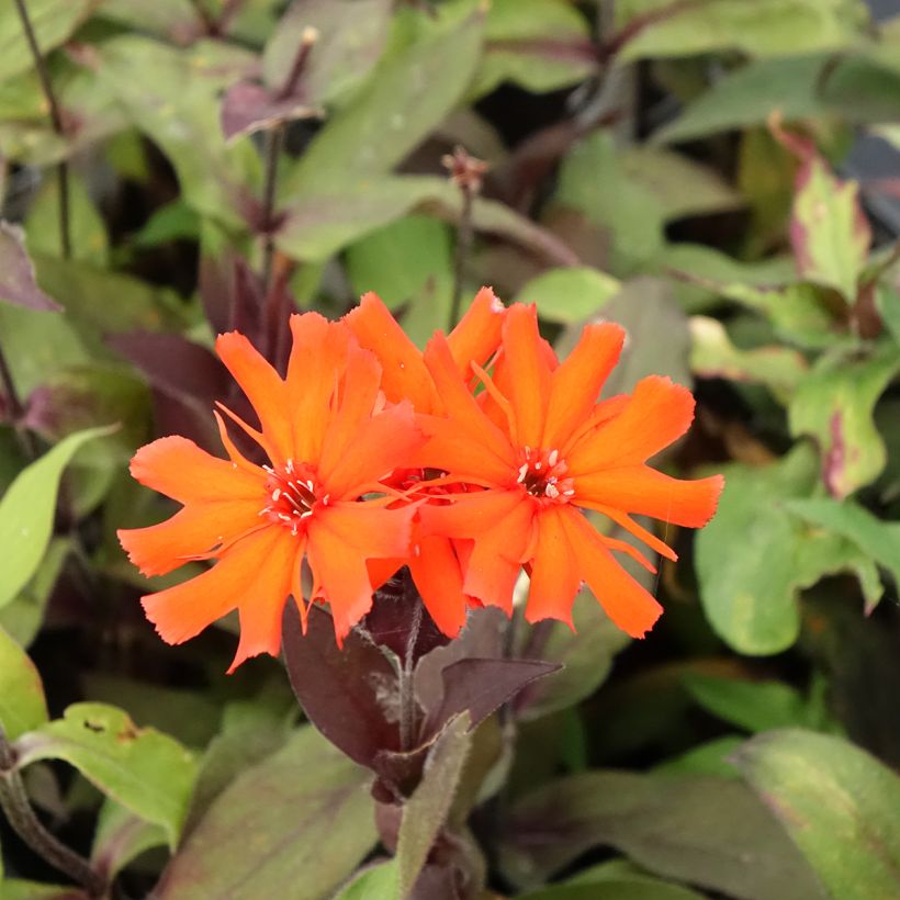 Lychnis arkwrightii Vesuvius - Koekoeksbloem (Bloei)