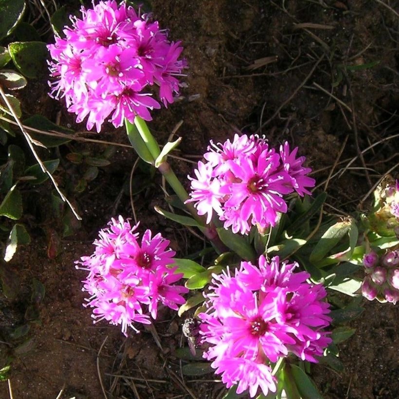 Lychnis alpina - Alpenpekanjer (Bloei)