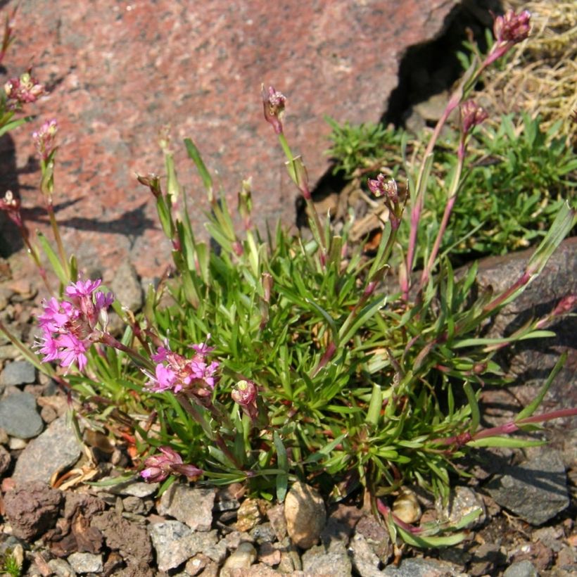 Lychnis alpina - Alpenpekanjer (Groeiplaats)