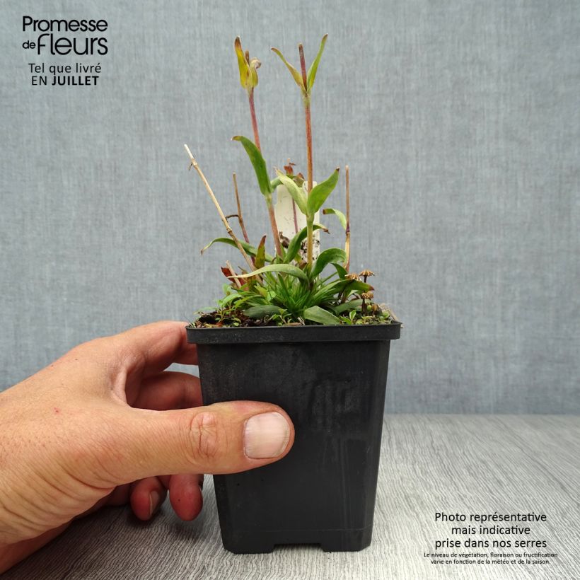 Exemplaar van Lychnis alpina - Alpenpekanjer Kweekpotje van 8/9 cm zoals geleverd in de zomer