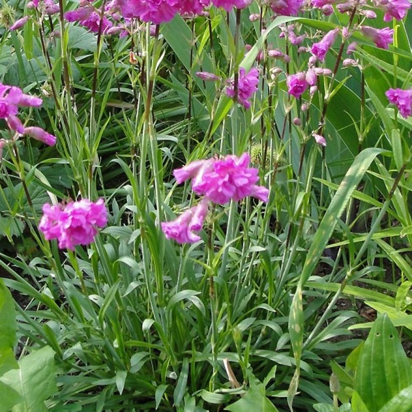 Lychnis alpina Rosea - Alpenpekanjer (Blad)