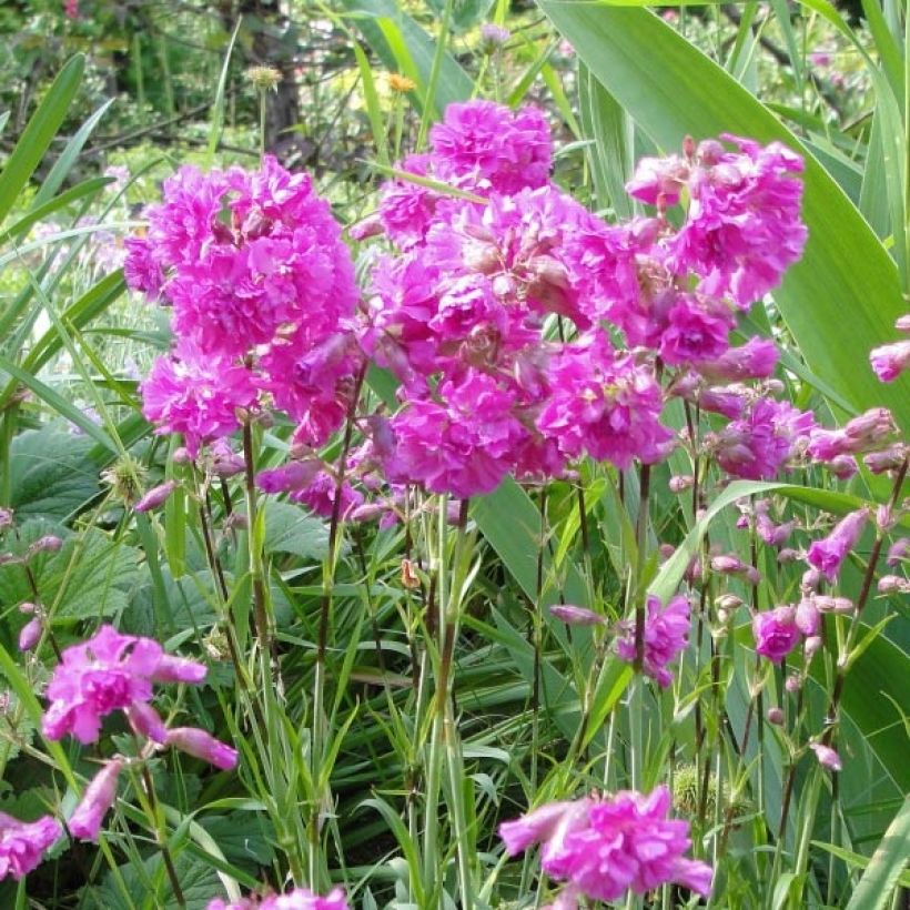 Lychnis alpina Rosea - Alpenpekanjer (Bloei)