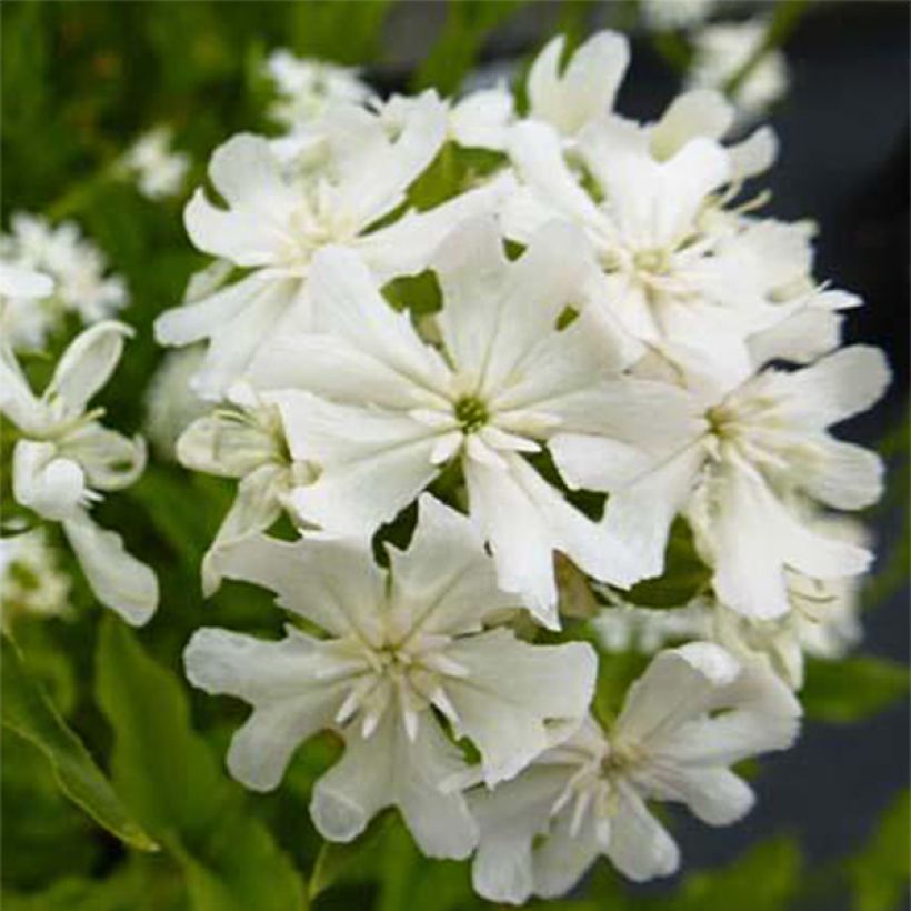 Lychnis chalcedonica Alba - Brandende liefde (Bloei)