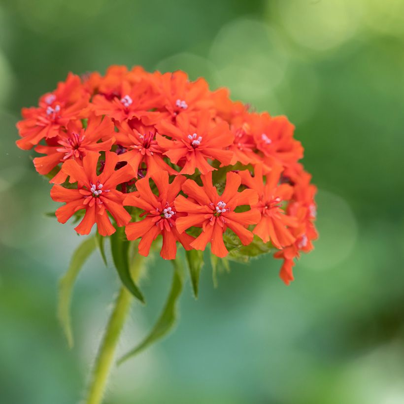 Lychnis chalcedonica Croix de Malte - Brandende liefde (Bloei)