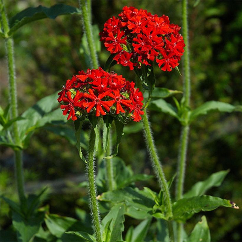 Lychnis chalcedonica Croix de Malte - Brandende liefde (Bloei)