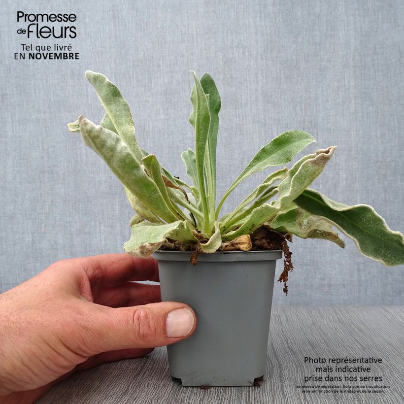Exemplaar van Lychnis coronaria Alba - Prikneus Kweekpotje van 8/9 cm zoals geleverd in de herfst