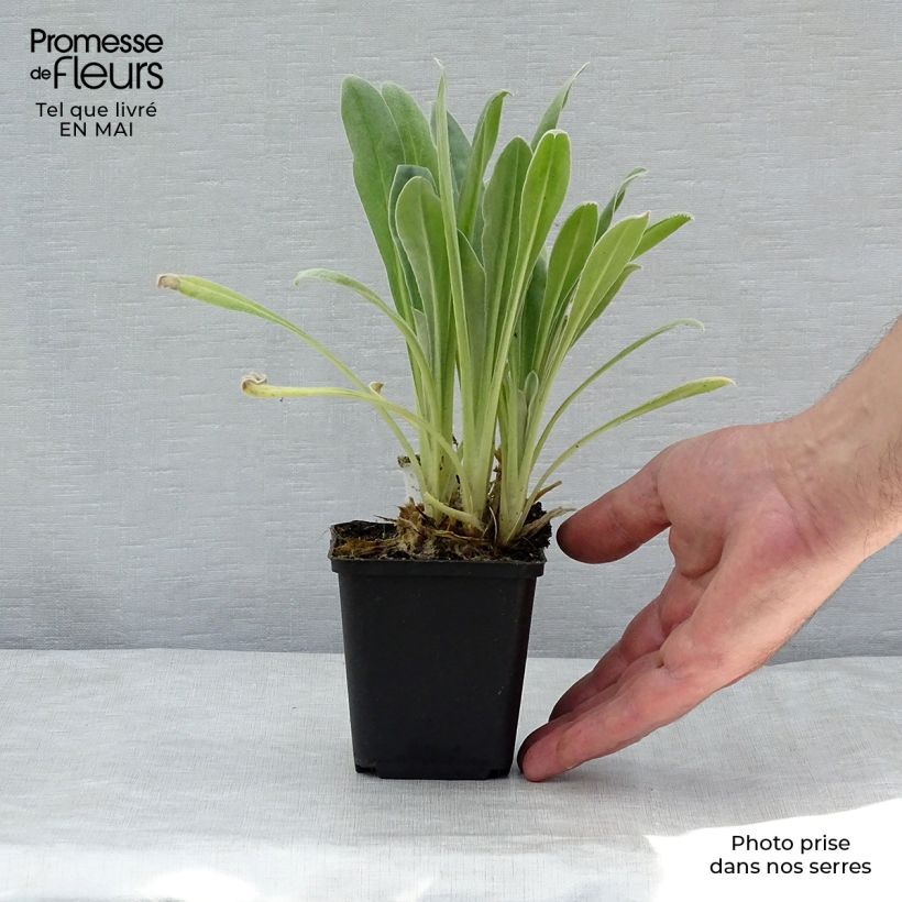 Exemplaar van Lychnis coronaria Alba - Prikneus Kweekpotje van 8/9 cm zoals geleverd in de lente