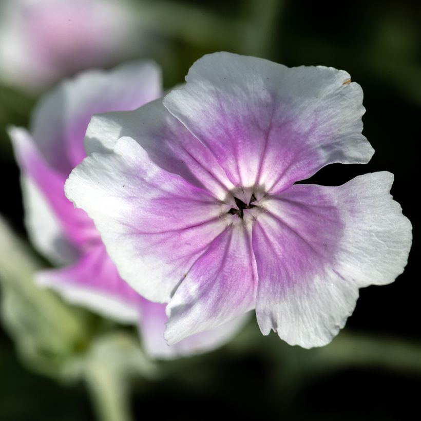 Lychnis coronaria Angels Blush - Prikneus (Bloei)