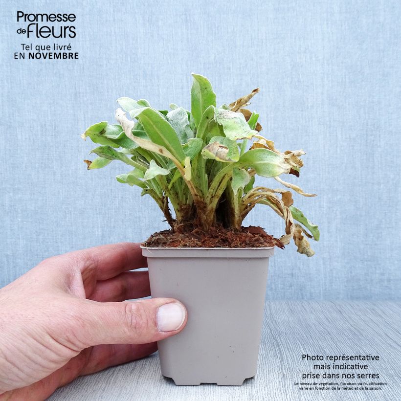 Exemplaar van Lychnis coronaria Angels Blush - Prikneus Kweekpotje van 8/9 cm zoals geleverd in de herfst