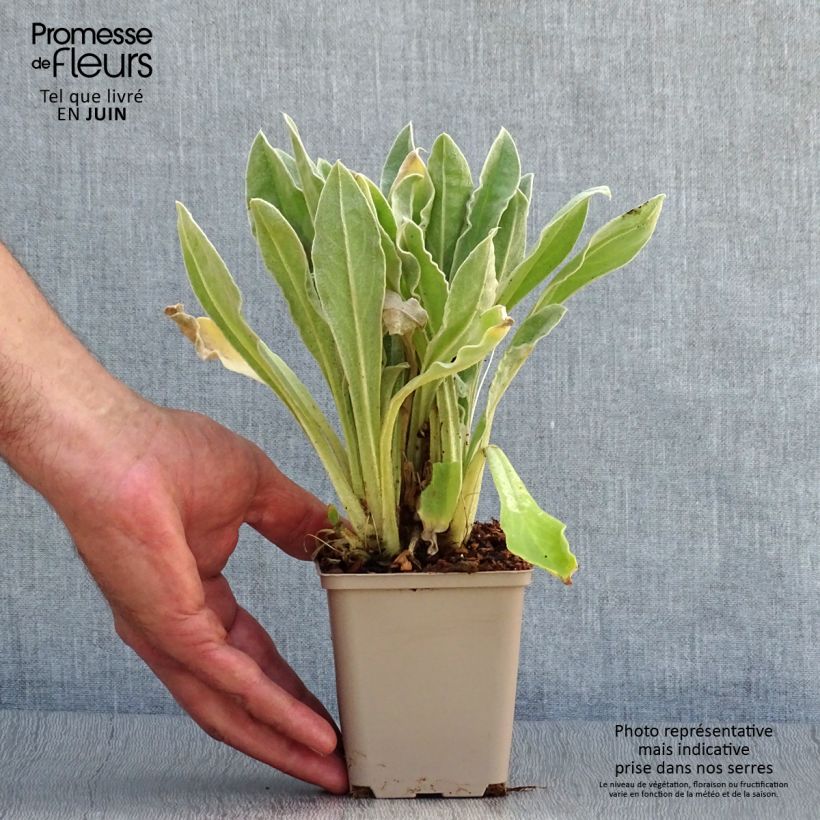 Exemplaar van Lychnis coronaria Angels Blush - Prikneus Kweekpotje van 8/9 cm zoals geleverd in de zomer