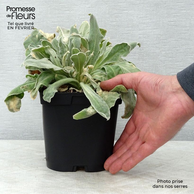 Exemplaar van Lychnis coronaria Atrosanguinea - Prikneus Pot van 2 l/3 l zoals geleverd in de winter
