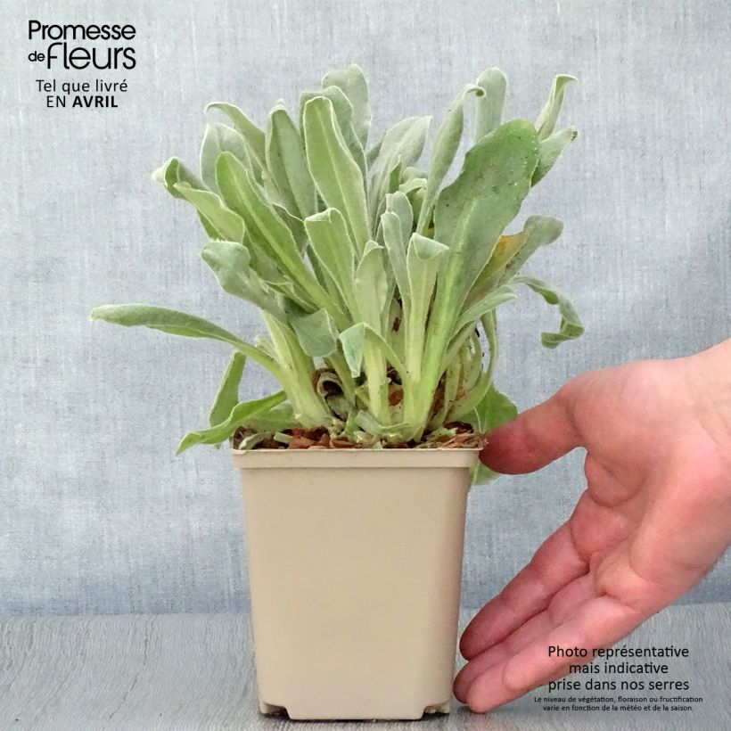 Exemplaar van Lychnis coronaria Gardeners World - Prikneus Kweekpotje van 8/9 cm zoals geleverd in de lente