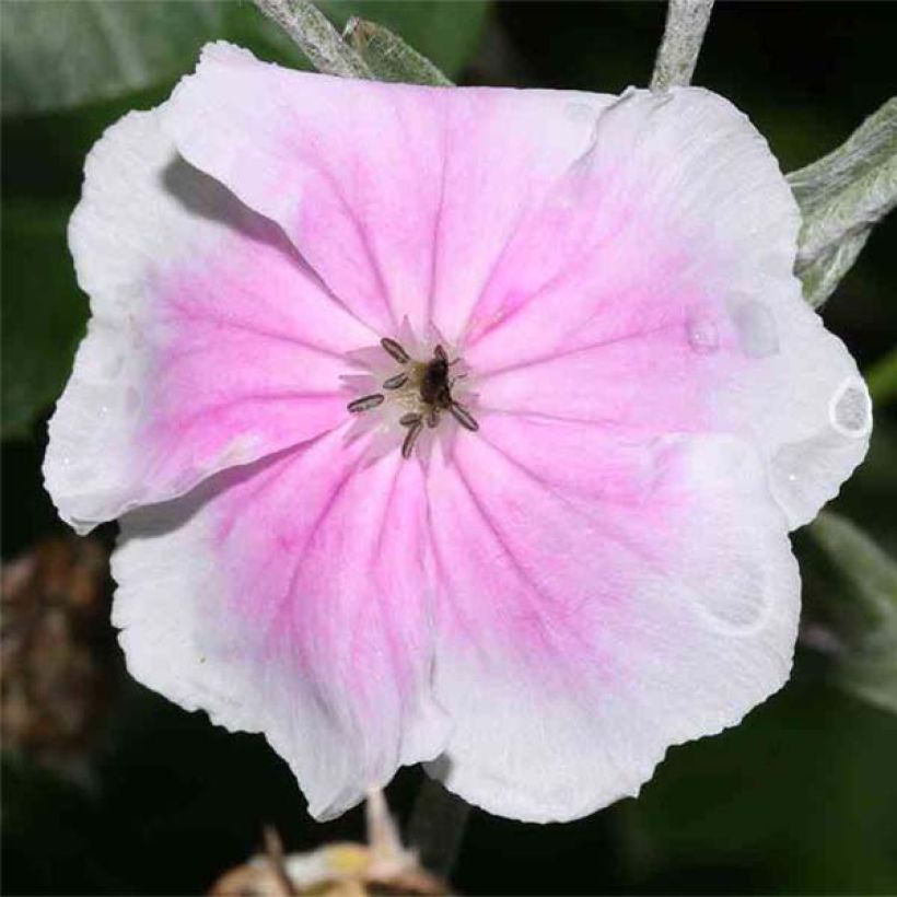 Lychnis coronaria Angels Blush - Prikneus (Bloei)