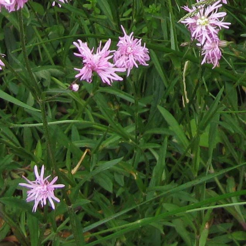 Lychnis flos-cuculi Jenny - Echte koekoeksbloem (Blad)