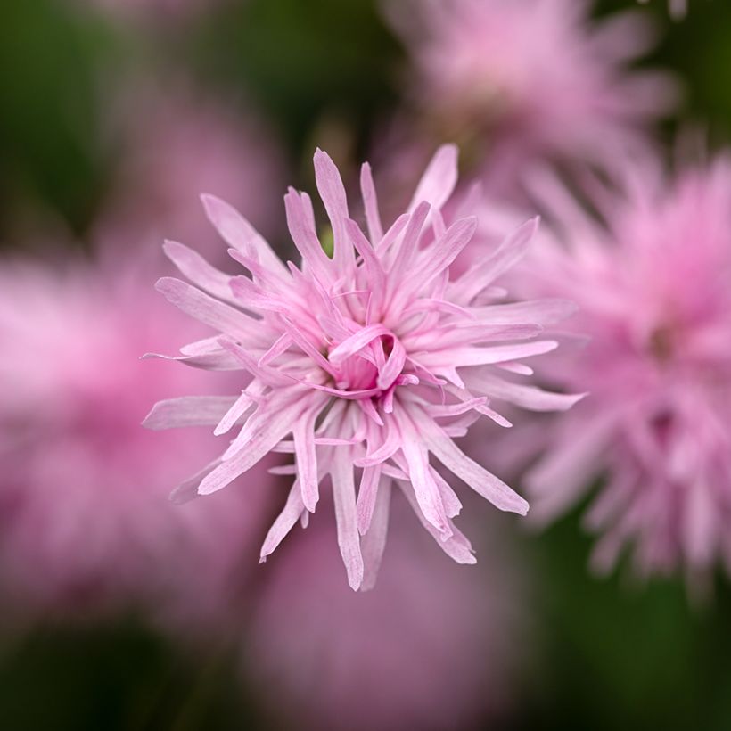 Lychnis flos-cuculi Jenny - Echte koekoeksbloem (Bloei)