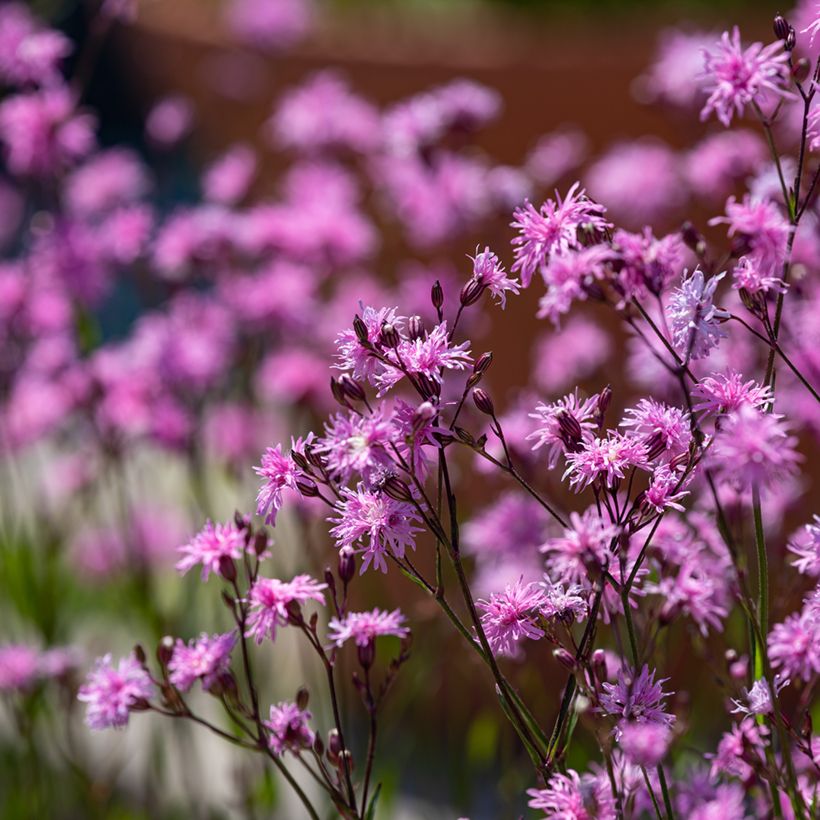 Lychnis flos-cuculi Jenny - Echte koekoeksbloem (Groeiplaats)