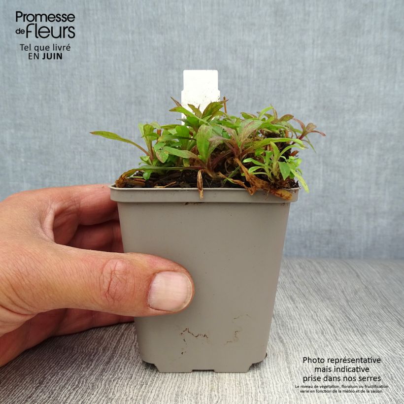 Exemplaar van Lychnis flos-cuculi Jenny - Echte koekoeksbloem Kweekpotje van 7/8 cm zoals geleverd in de zomer