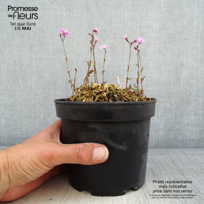 Exemplaar van Lychnis flos-cuculi Jenny - Echte koekoeksbloem Pot van 2 l/3 l zoals geleverd in de lente