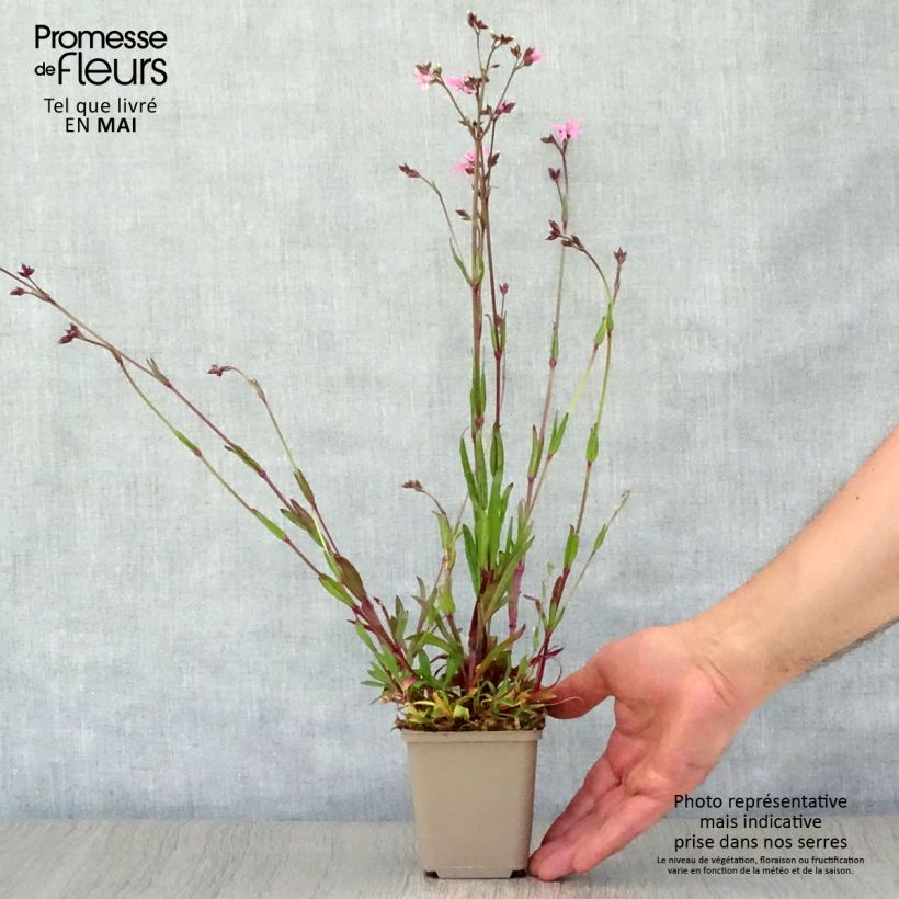 Exemplaar van Lychnis flos-cuculi - Echte koekoeksbloem Kweekpotje van 8/9 cm zoals geleverd in de lente