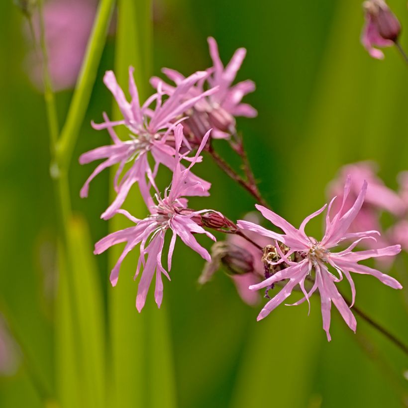 Lychnis flos-cuculi - Echte koekoeksbloem (Bloei)